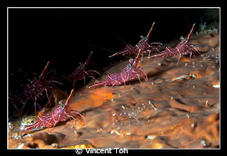 Dancing shrimp............ by Vincent Toh 